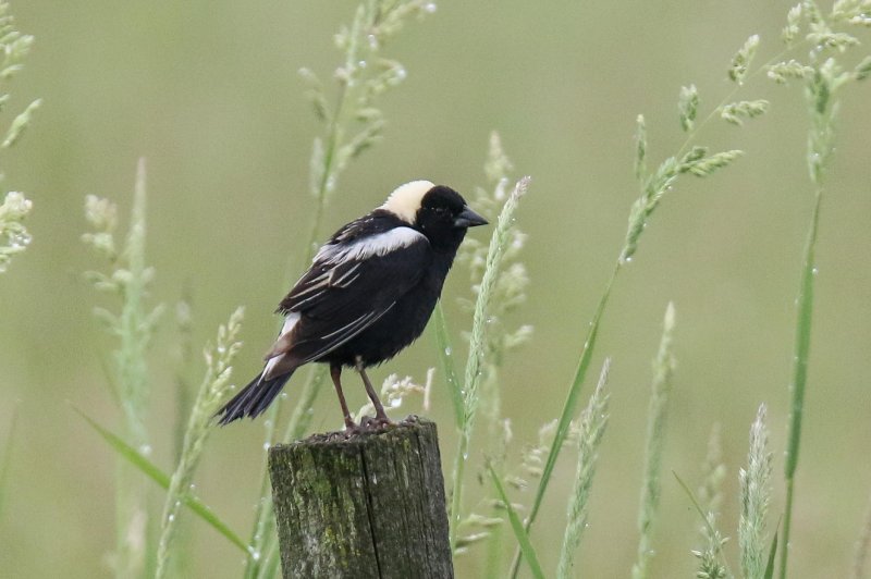 Bobolink