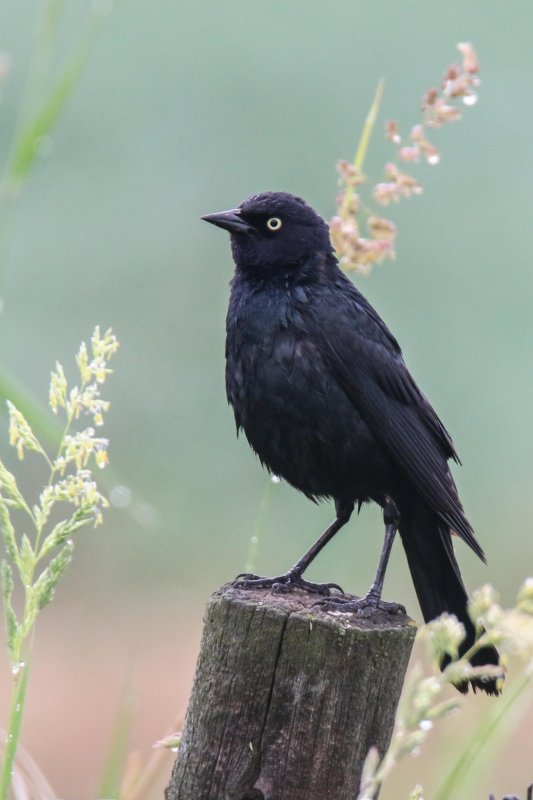 Brewer's Blackbird