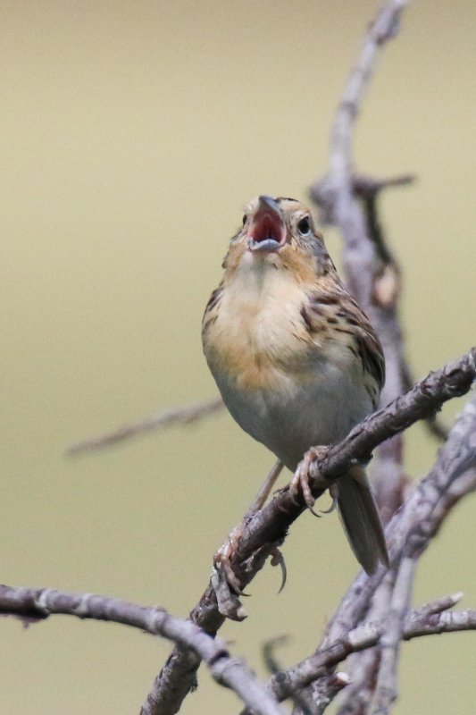 Le Conte's Sparrow Darwell