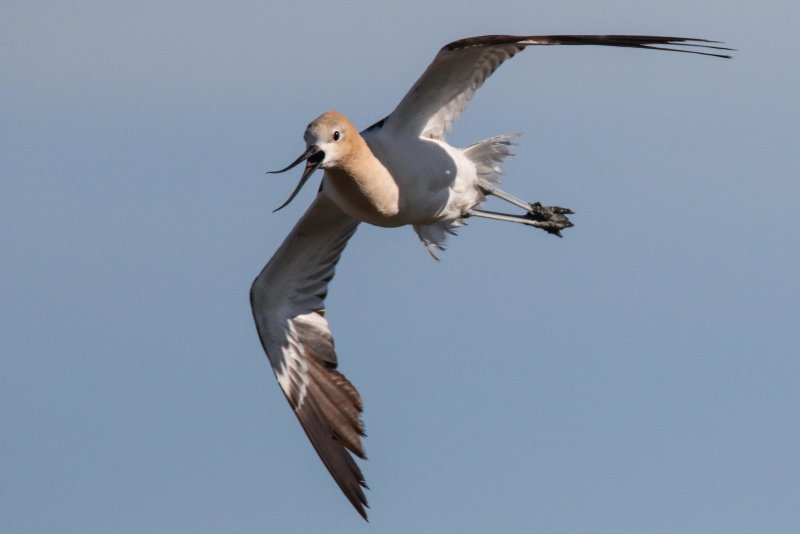 Shorebirds Cooking Miquelon Joseph's Lake July 2015