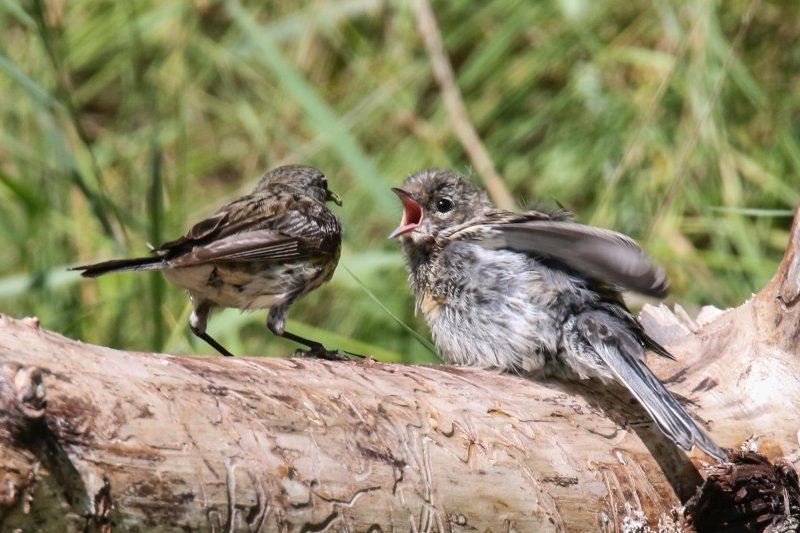 Yellow-rumped Warbler feeding own fledgling