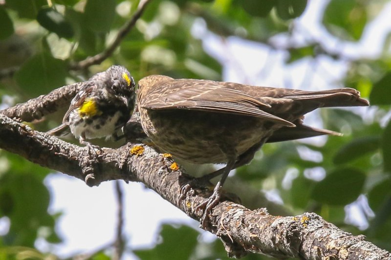 Yellow-rumped Warbler feeding Cowbird fledgling