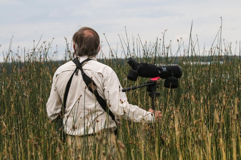 Shorebirds Cooking Miquelon Joseph's Lake July 2015