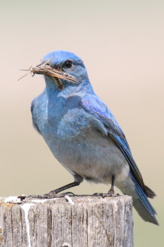 Mountain Bluebird male