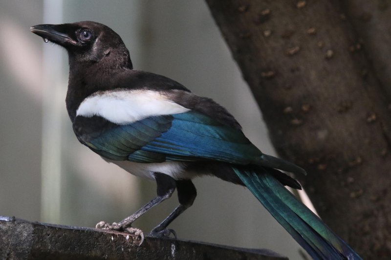 Black-billed Magpie (juvenile)