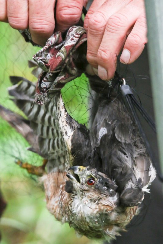 Sharp-shinned Hawk in netting