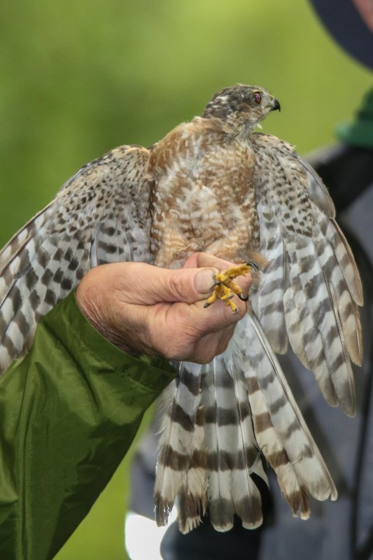 Sharp-shinned Hawk