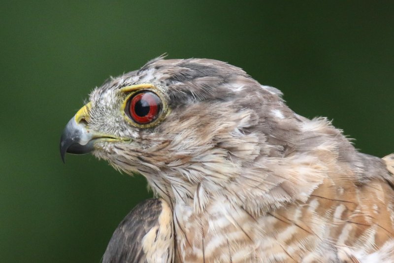 Sharp-shinned Hawk