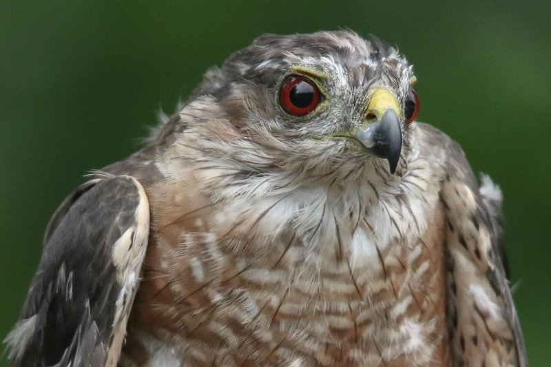 Sharp-shinned Hawk