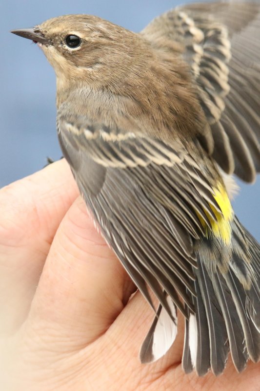 Yellow-rumped Warbler