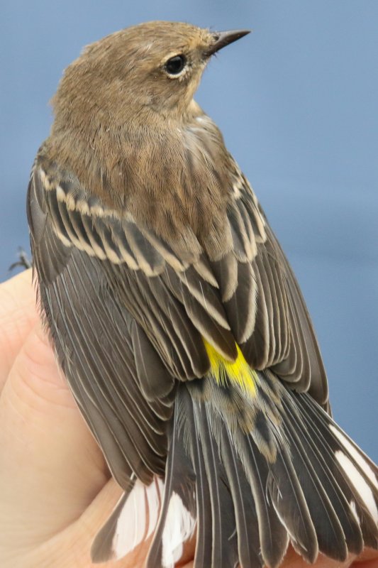 Yellow-rumped Warbler