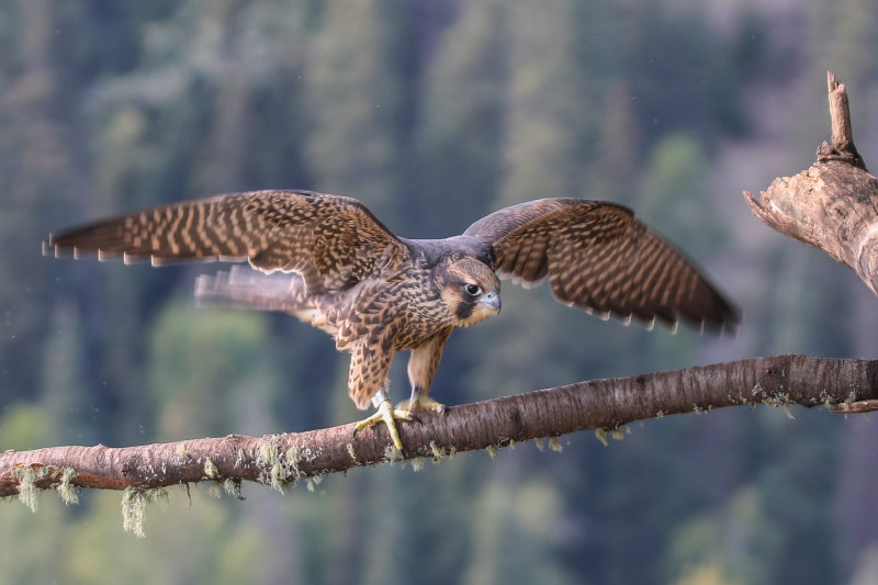 Peregrine Falcon