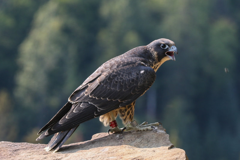 Peregrine Falcon