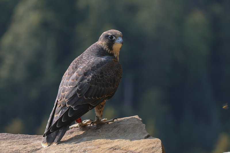 Peregrine Falcon