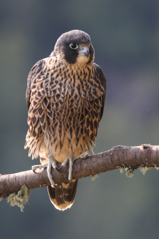 Peregrine Falcon