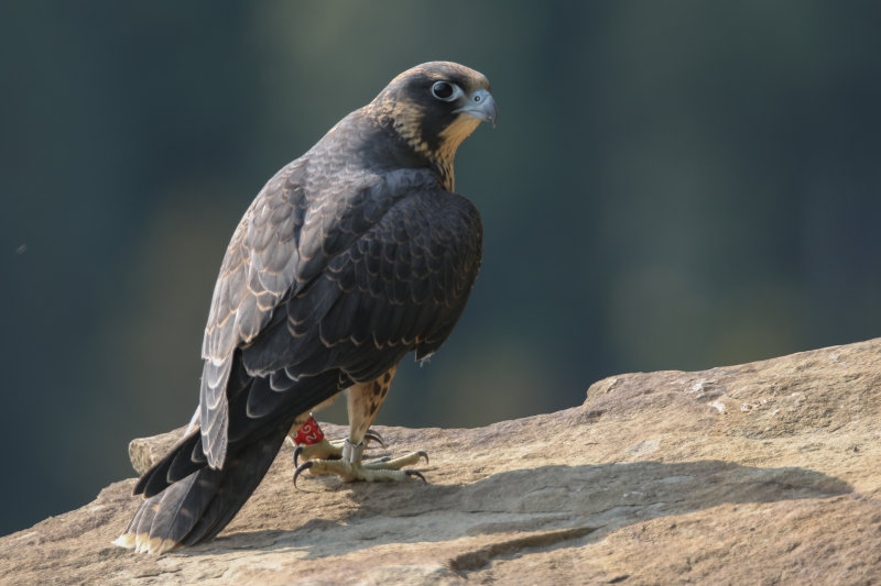 Peregrine Falcon