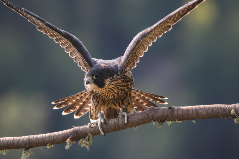 Peregrine Falcon