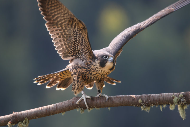 2015 Peregrine Falcon (fledgling)