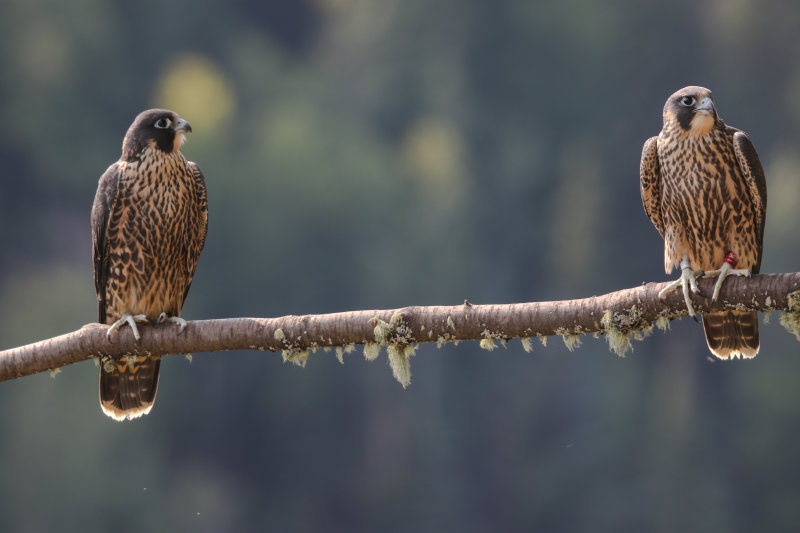 Peregrine Falcons 