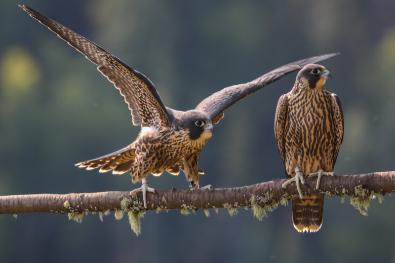Peregrine Falcons