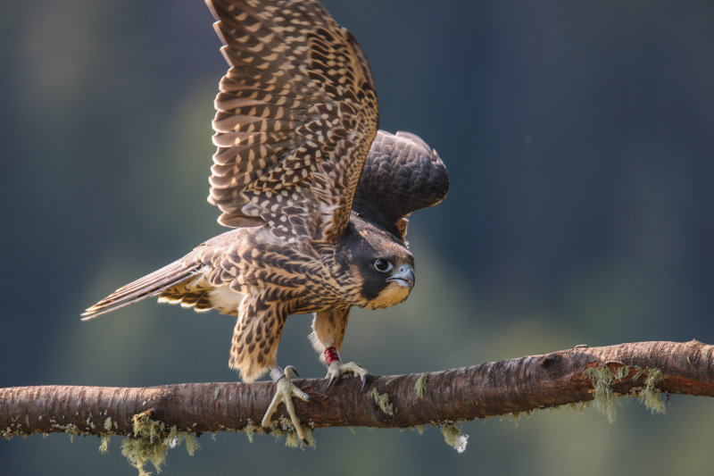 Peregrine Falcon