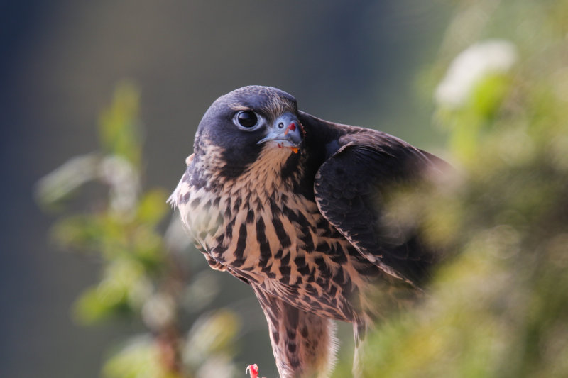 2015 Peregrine Falcon (fledgling)