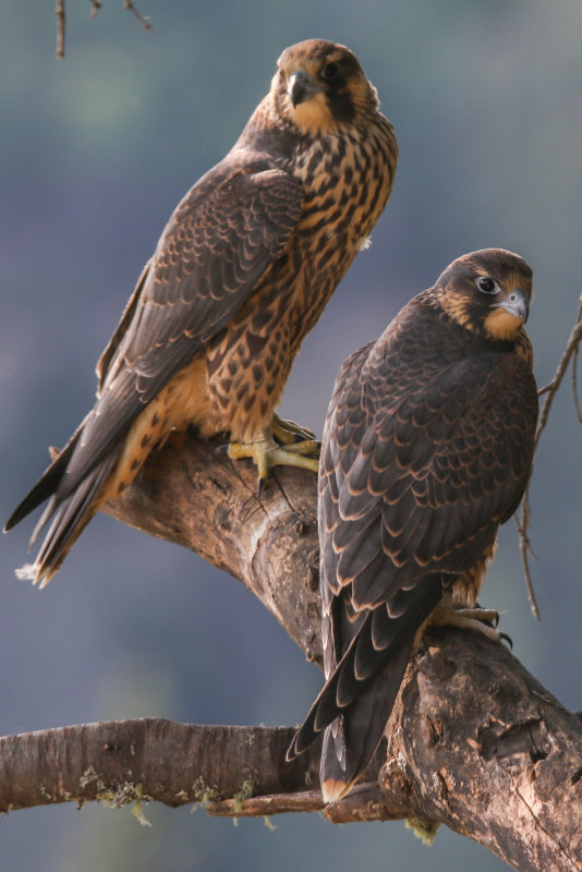 Peregrine Falcons 