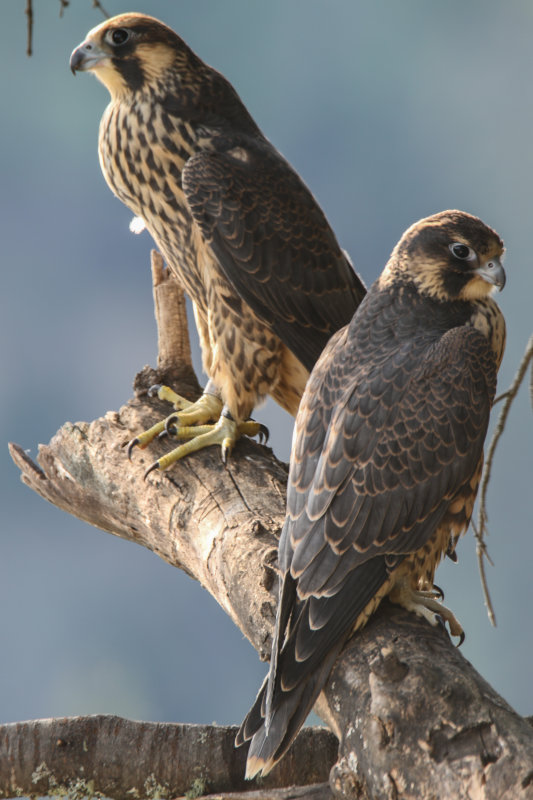 Peregrine Falcons