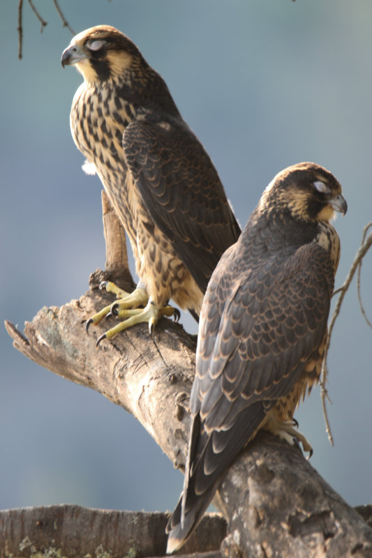 Peregrine Falcon asleep