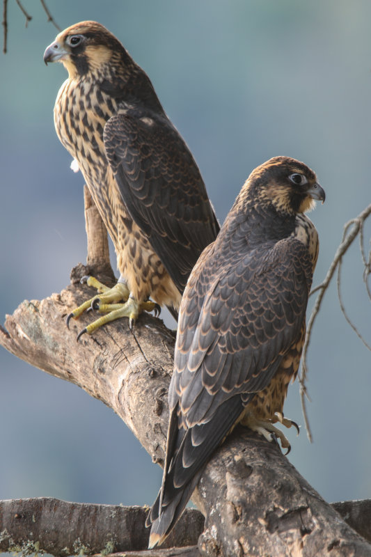 Peregrine Falcons awake
