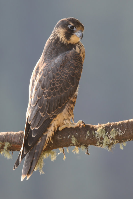 Peregrine Falcon