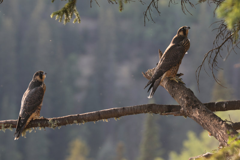 Peregrine Falcons