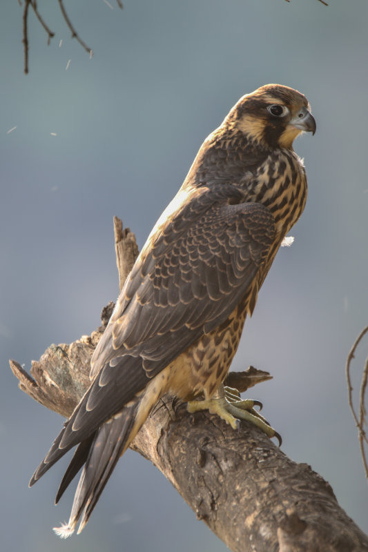 Peregrine Falcon