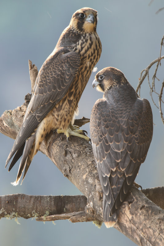 Peregrine Falcons (fledglings) Pembina AB