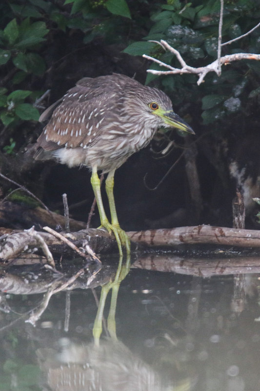 Black-crowned Night Heron (juvenile)