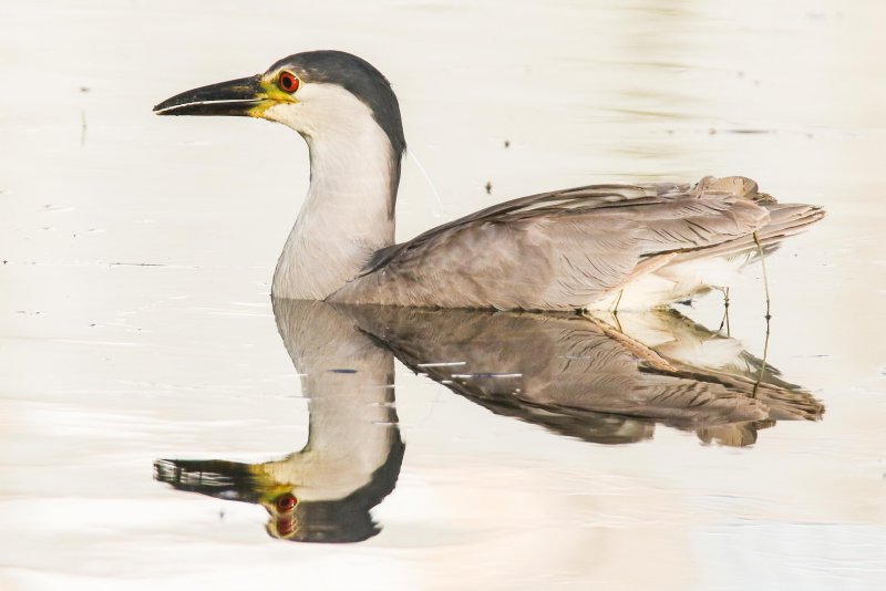 Black-crowned Night Heron (adult)