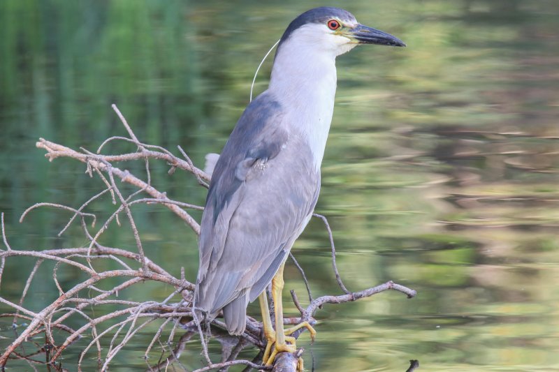 Black-crowned Night Heron (adult)