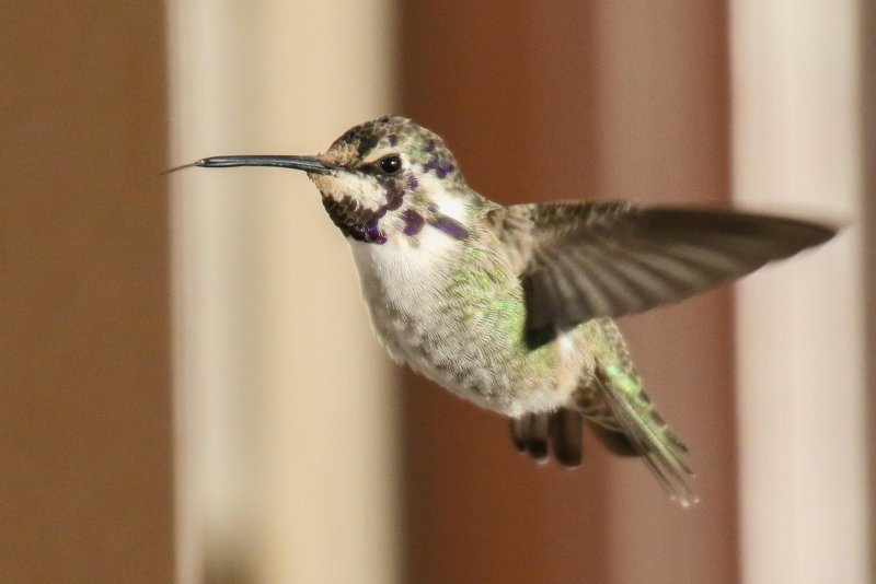 Costa's Hummingbird Sherwood Park