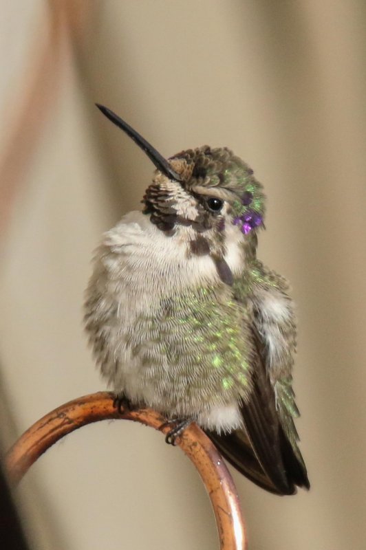 Costa's Hummingbird Sherwood Park