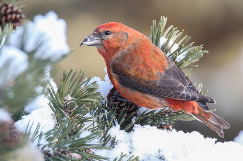 Red Crossbill (male) 