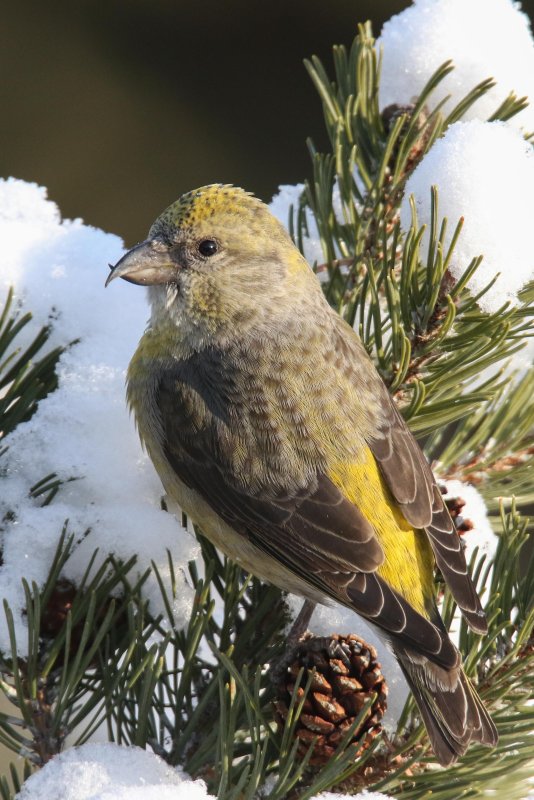 Red Crossbills