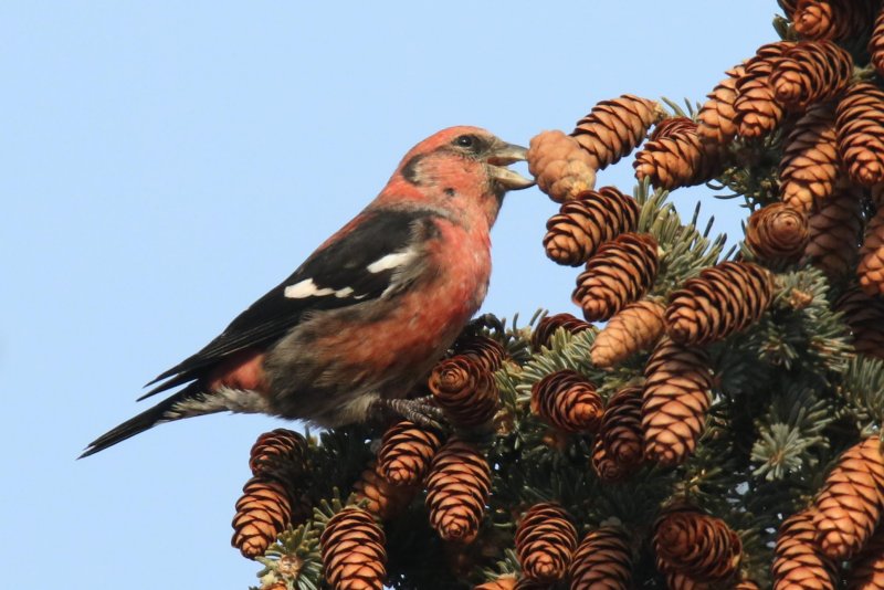 White-winged Crossbill (male)