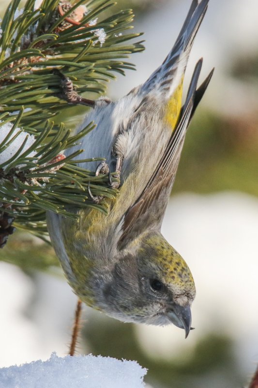 Red Crossbill (female)