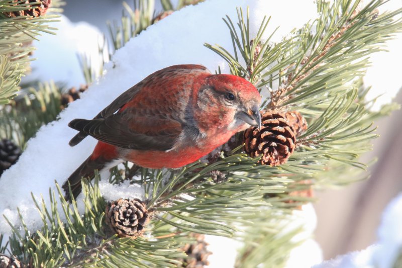 Red Crossbill (male)