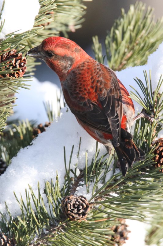 Red Crossbill (male)