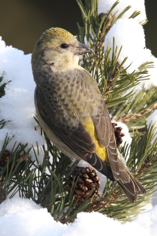 Red Crossbill (female)