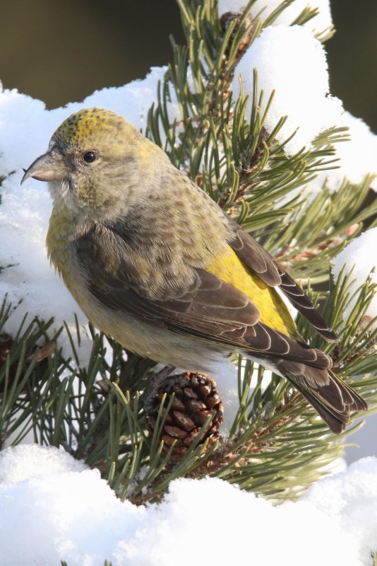 Red Crossbill (female)