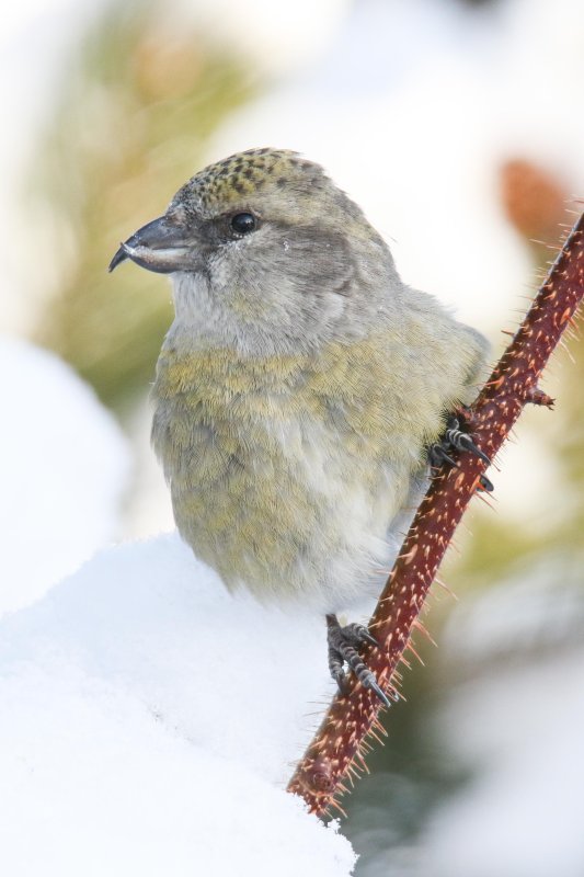 Red Crossbill (female)