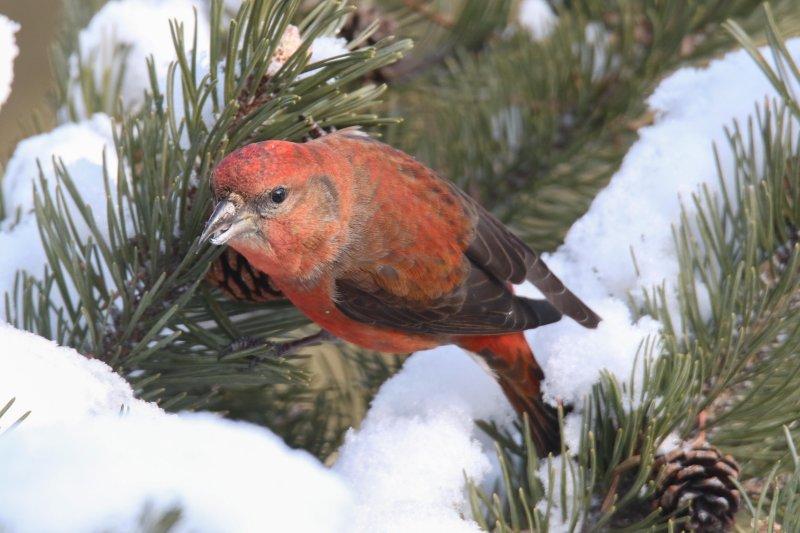 Red Crossbill (male)