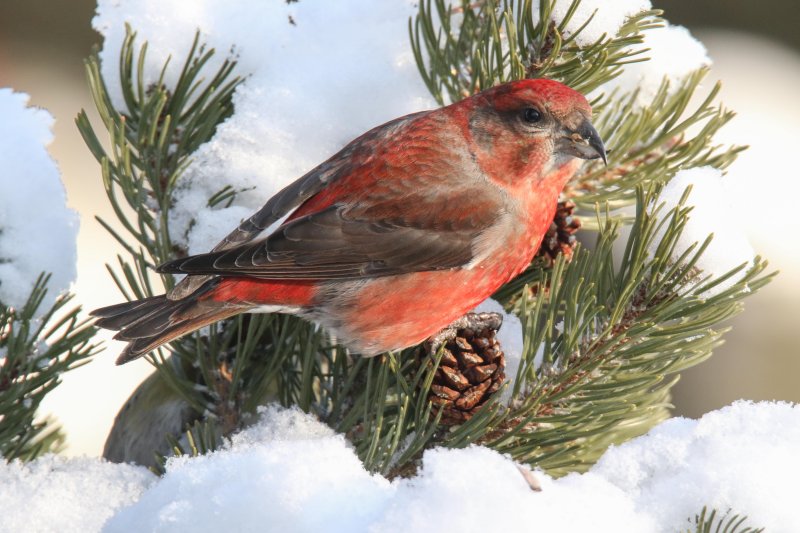 Red Crossbill (male)